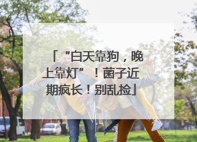 “白天靠狗，晚上靠灯”！菌子近期疯长！别乱捡