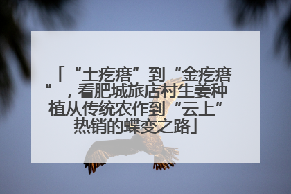 “土疙瘩”到“金疙瘩”，看肥城旅店村生姜种植从传统农作到“云上”热销的蝶变之路