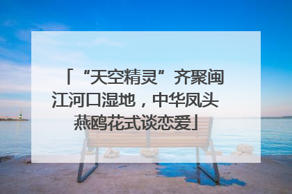 “天空精灵”齐聚闽江河口湿地，中华凤头燕鸥花式谈恋爱