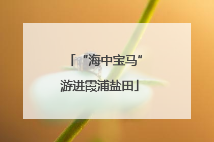“海中宝马”游进霞浦盐田