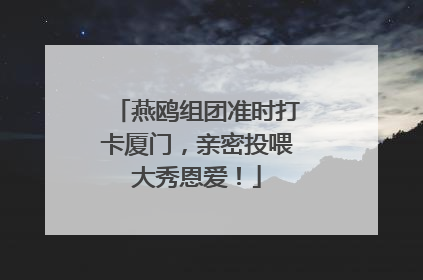 燕鸥组团准时打卡厦门，亲密投喂大秀恩爱！