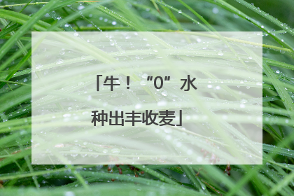 牛！“0”水种出丰收麦