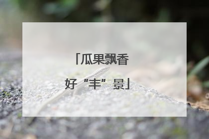 瓜果飘香 好“丰”景