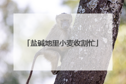 盐碱地里小麦收割忙