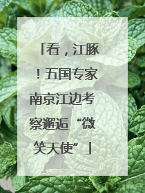 看，江豚！五国专家南京江边考察邂逅“微笑天使”
