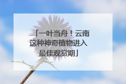 一叶当舟！云南这种神奇植物进入最佳观赏期