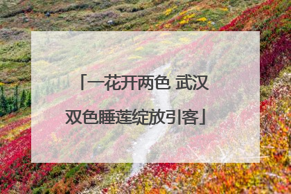 一花开两色 武汉双色睡莲绽放引客