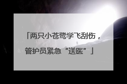 两只小苍鹭学飞刮伤，管护员紧急“送医”