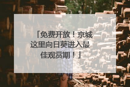 免费开放！京城这里向日葵进入最佳观赏期！