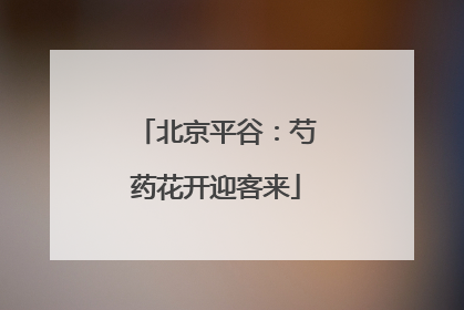 北京平谷：芍药花开迎客来