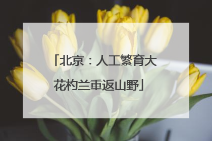 北京：人工繁育大花杓兰重返山野