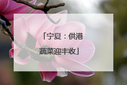 宁夏：供港蔬菜迎丰收