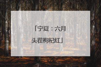 宁夏：六月头茬枸杞红