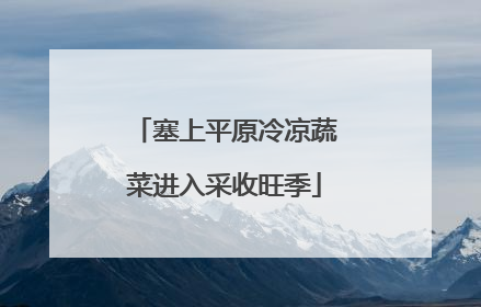 塞上平原冷凉蔬菜进入采收旺季