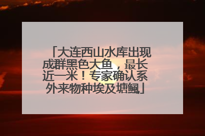 大连西山水库出现成群黑色大鱼，最长近一米！专家确认系外来物种埃及塘鲺