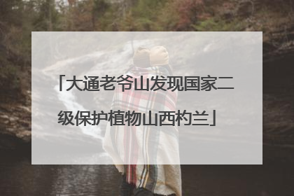大通老爷山发现国家二级保护植物山西杓兰