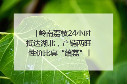 岭南荔枝24小时抵达湖北，产销两旺性价比真“给荔”