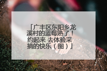 广丰区东阳乡龙溪村的蓝莓熟了！约起来 去体验采摘的快乐（图）
