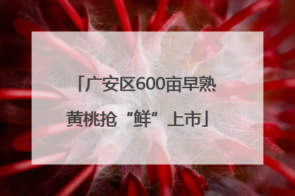 广安区600亩早熟黄桃抢“鲜”上市