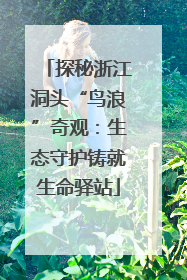 探秘浙江洞头“鸟浪”奇观：生态守护铸就生命驿站