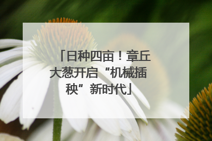 日种四亩！章丘大葱开启“机械插秧”新时代