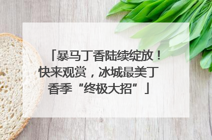 暴马丁香陆续绽放！快来观赏，冰城最美丁香季“终极大招”