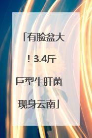 有脸盆大！3.4斤巨型牛肝菌现身云南