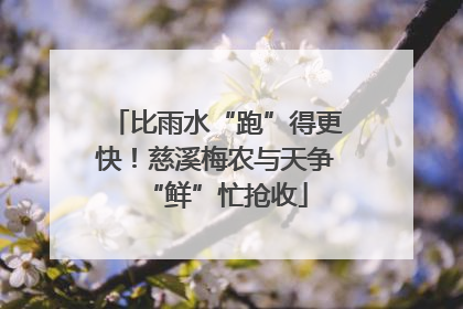 比雨水“跑”得更快!慈溪梅农与天争“鲜”忙抢收