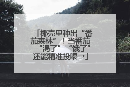 椰壳里种出“番茄森林”！当番茄“渴了”“饿了”还能精准投喂→