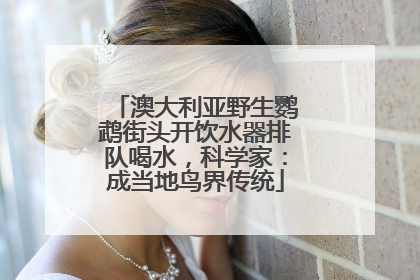 澳大利亚野生鹦鹉街头开饮水器排队喝水，科学家：成当地鸟界传统