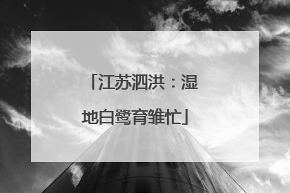 江苏泗洪：湿地白鹭育雏忙