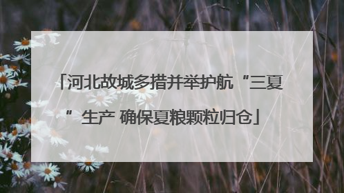 河北故城多措并举护航“三夏”生产 确保夏粮颗粒归仓