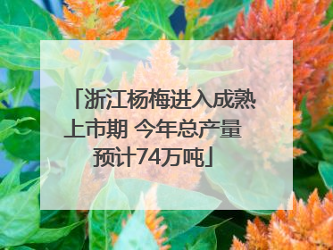 浙江杨梅进入成熟上市期 今年总产量预计74万吨