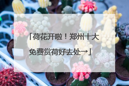 荷花开啦！郑州十大免费赏荷好去处→