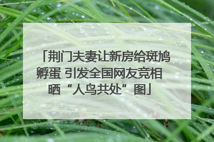 荆门夫妻让新房给斑鸠孵蛋 引发全国网友竞相晒“人鸟共处”图