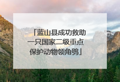 蓝山县成功救助一只国家二级重点保护动物领角鸮
