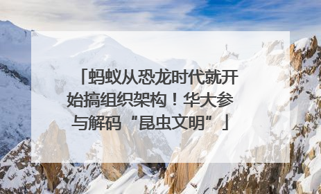 蚂蚁从恐龙时代就开始搞组织架构！华大参与解码“昆虫文明”