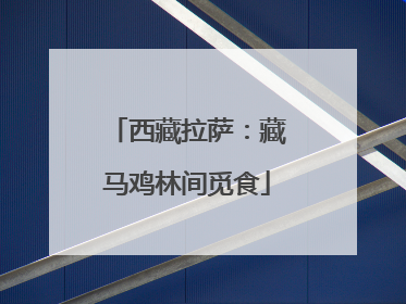 西藏拉萨：藏马鸡林间觅食