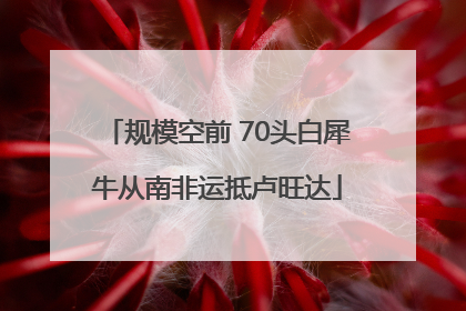 规模空前 70头白犀牛从南非运抵卢旺达