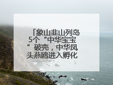 象山韭山列岛5个“中华宝宝”破壳，中华凤头燕鸥进入孵化育儿关键期