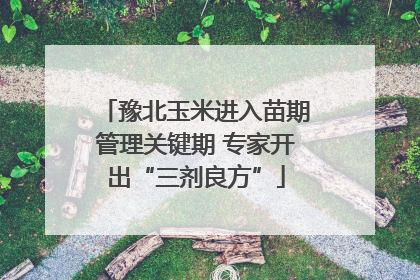 豫北玉米进入苗期管理关键期 专家开出“三剂良方”