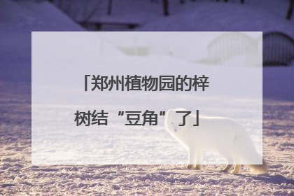 郑州植物园的梓树结“豆角”了