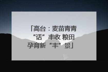 高台：麦苗青青“话”丰收 粮田孕育新“丰”景