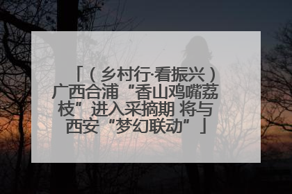 （乡村行·看振兴）广西合浦“香山鸡嘴荔枝”进入采摘期 将与西安“梦幻联动”